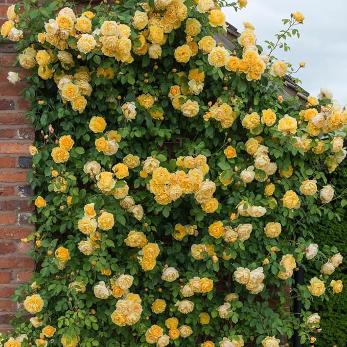 Twisora™ Elegant Climbing Rose Flower Seeds